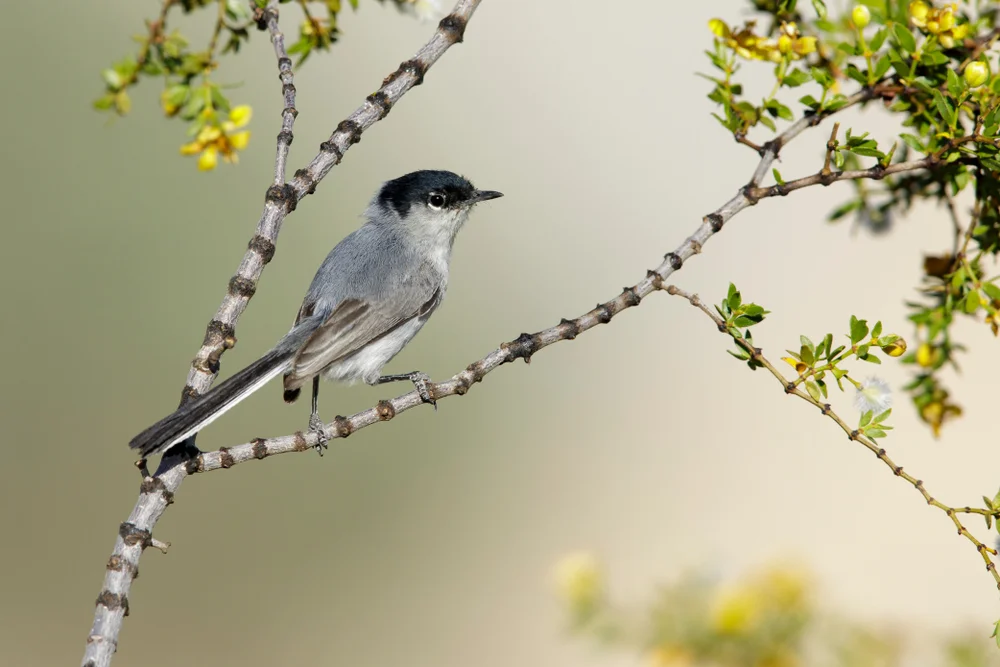 Schwarzrücken-Grasmücke (Polioptila melanura)