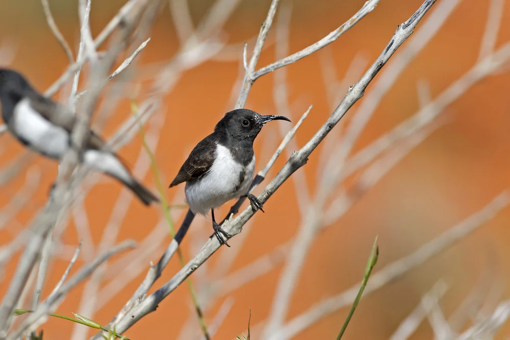 Schwarzrücken-Honigfresser (Sugomel nigrum)