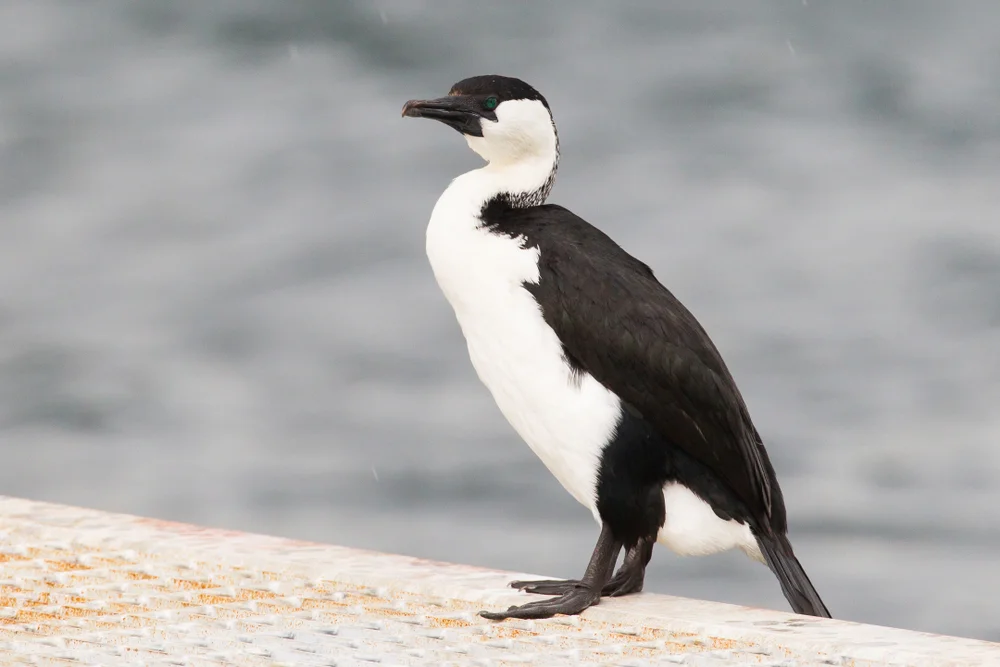 Schwarzrücken-Kormoran (Phalacrocorax fuscescens)