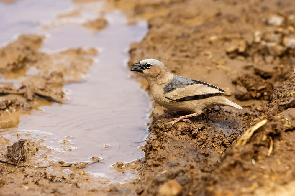 Schwarzrücken-Nelkenammer (Pseudonigrita arnaudi)