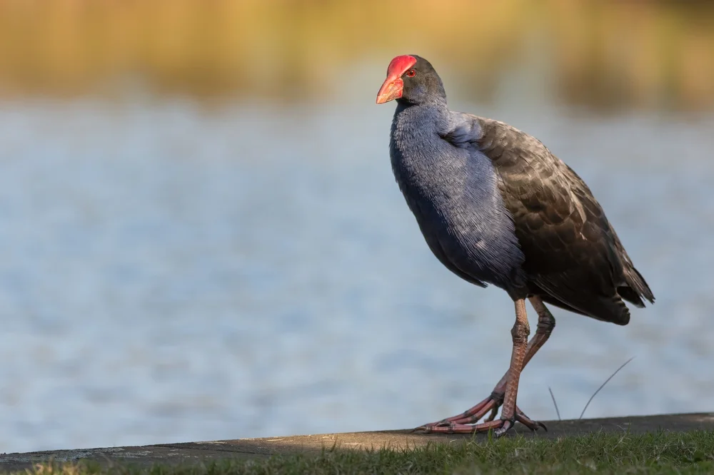 Schwarzruecken-Purpurhuhn (Porphyrio melanotus)