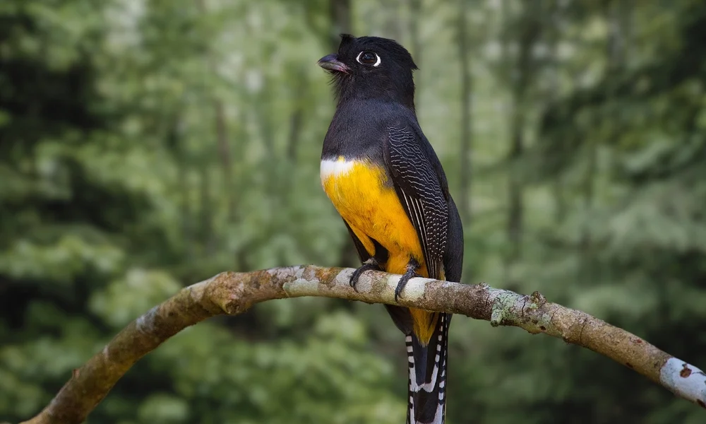 Schwarzrücken-Quetzal (Trogon caligatus)