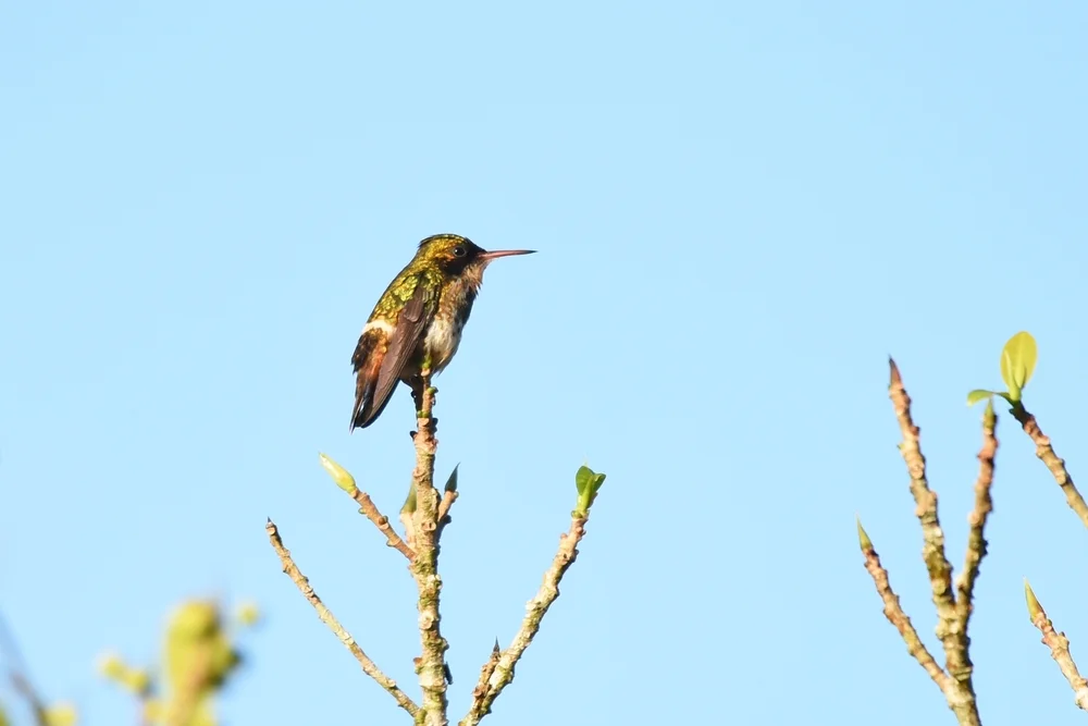 Schwarzrücken-Schmuckkolibri (Lophornis helenae)