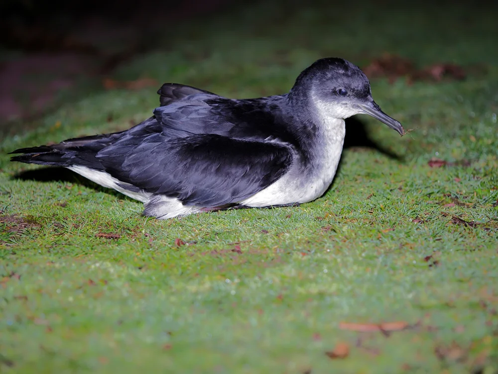 Schwarzrücken-Sturmtaucher (Puffinus newelli)