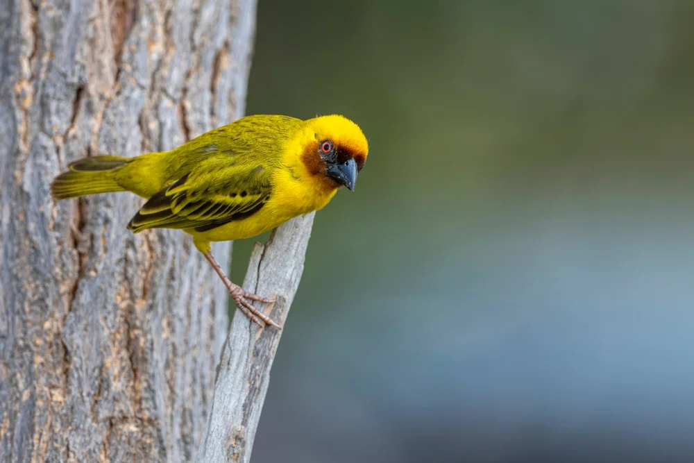 Schwarzrücken-Weber (Ploceus galbula)