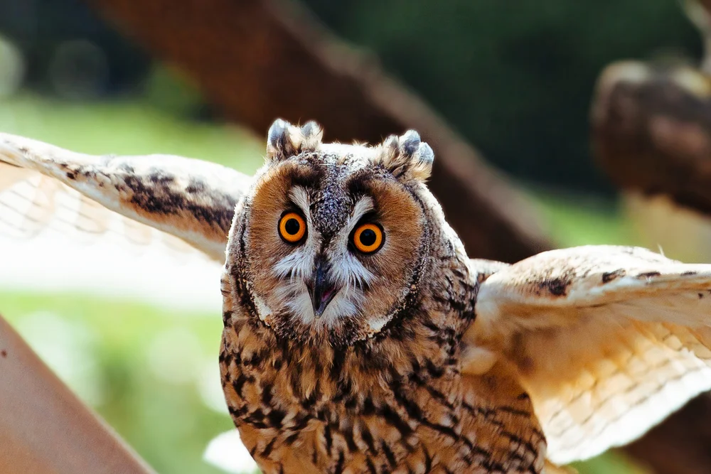 Schwarzrücken-Zwergohreule (Otus nigrorum)