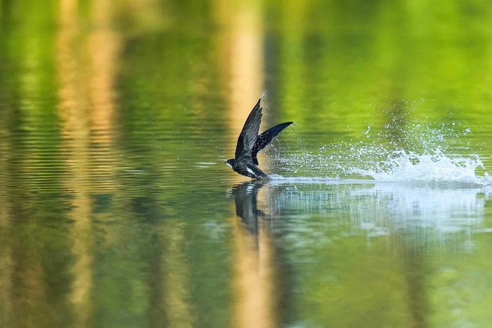 Schwarzrückenschwalbe (Hirundo nigrita)