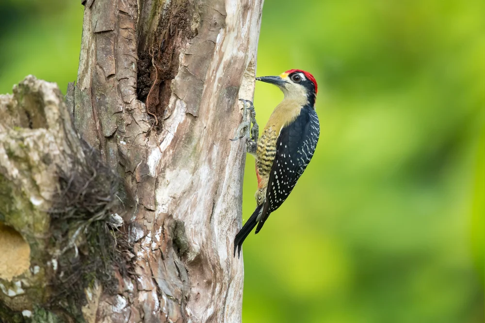 Schwarzrückenspecht (Melanerpes pucherani)