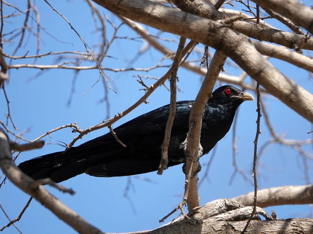 Schwarzschabel-Koel (Eudynamys melanorhynchus)