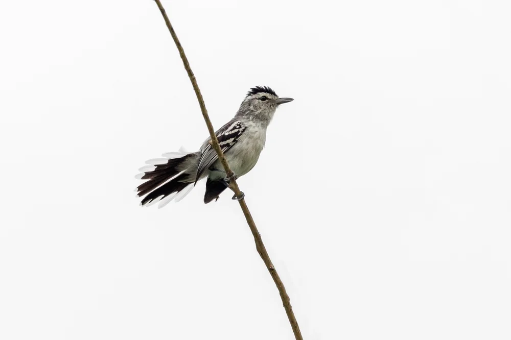 Schwarzscheitel-Ameisenwürger (Herpsilochmus atricapillus)