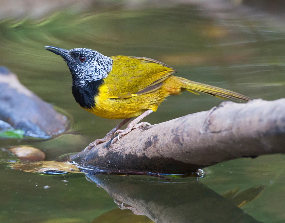 Schwarzscheitel-Buschhäher (Hypergerus atriceps)