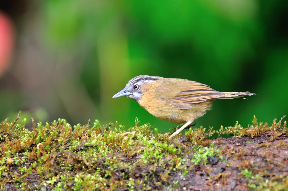 Schwarzscheitel-Kurzflügel (Stachyris nigriceps)