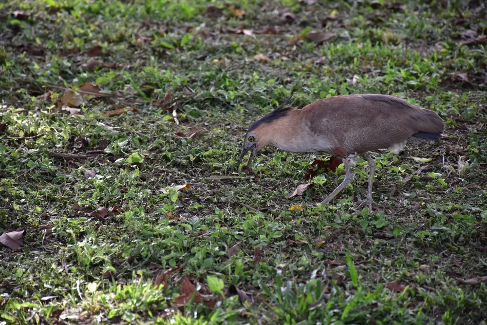 Schwarzscheitel-Nachtreiher (Gorsachius melanolophus)
