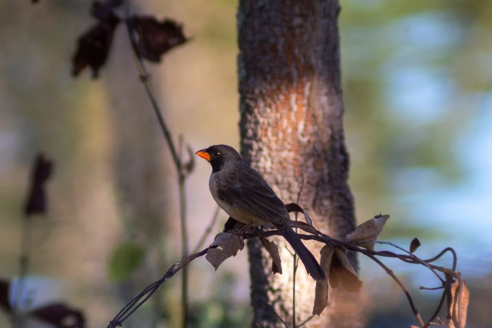 Schwarzscheitelsamenknacker (Saltator nigriceps)
