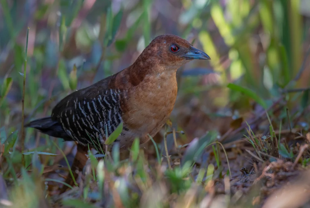 Schwarzschnabel-Sumpfhuhn (Laterallus xenopterus)