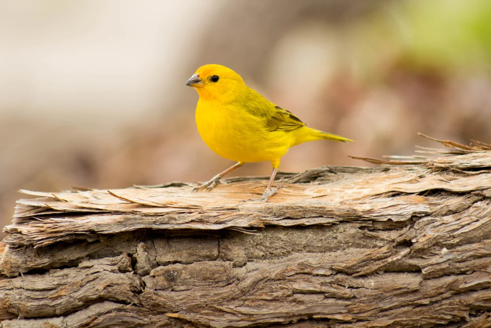 Schwarzschulter-Markfinke (Sicalis lebruni)