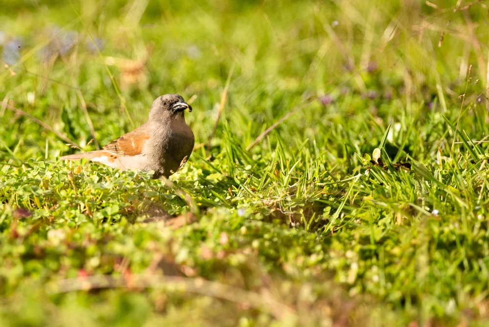 Schwarzschulter-Sperling (Passer gongonensis)