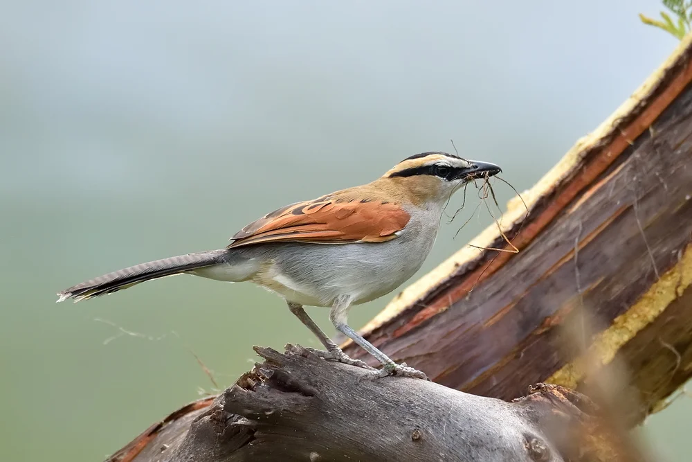 Schwarzschulter-Tschagra (Tchagra minutus)
