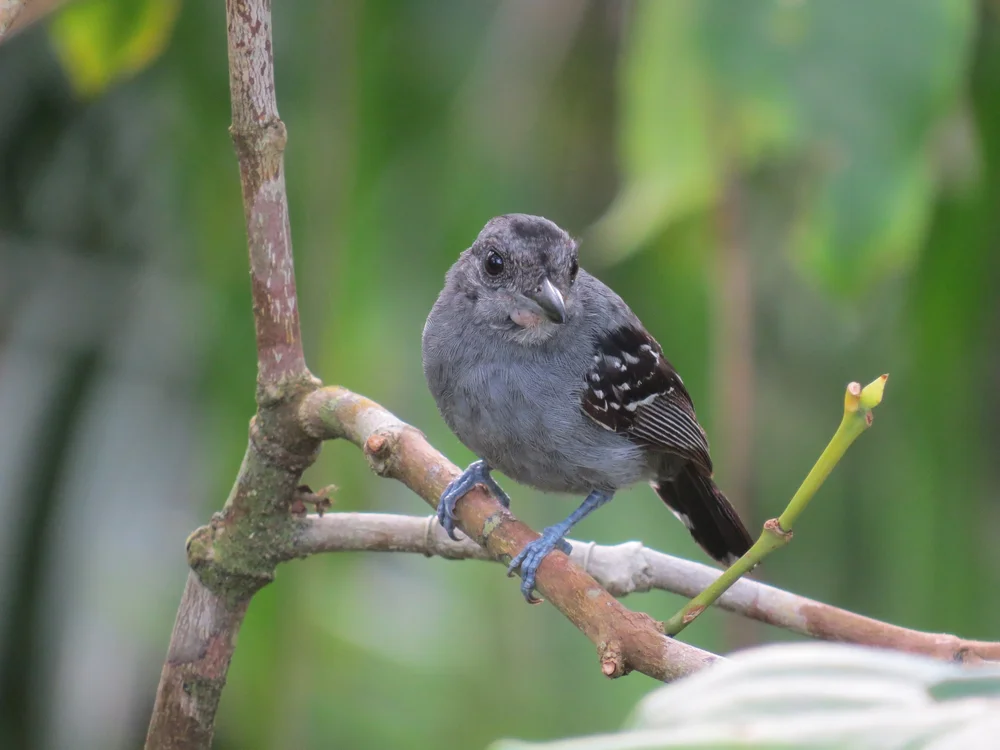 Schwarzschwanz-Ameisenschlüpfer (Myrmoborus melanurus)