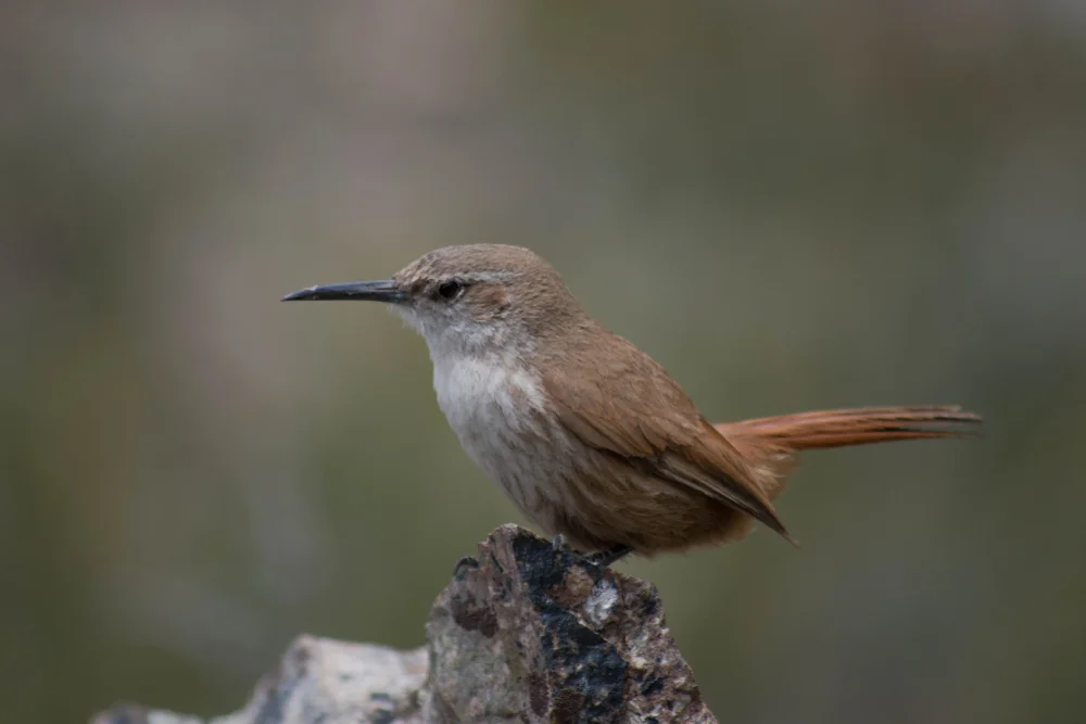 Schwarzschwanz-Bergtangare (Ochetorhynchus melanurus)