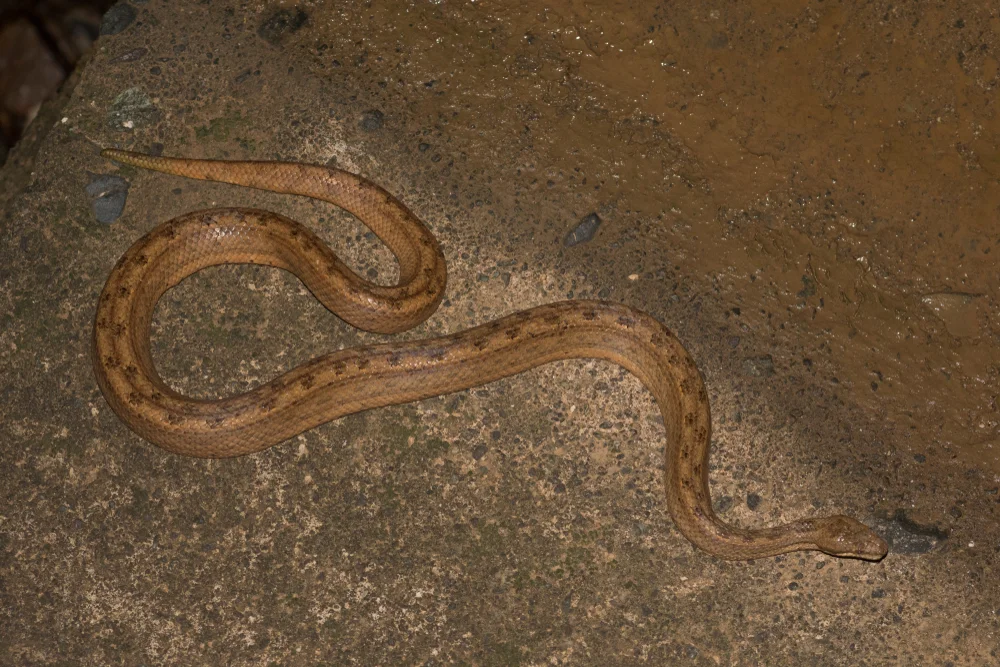 Schwarzschwanz-Boa-Schleiche (Tropidophis melanurus)