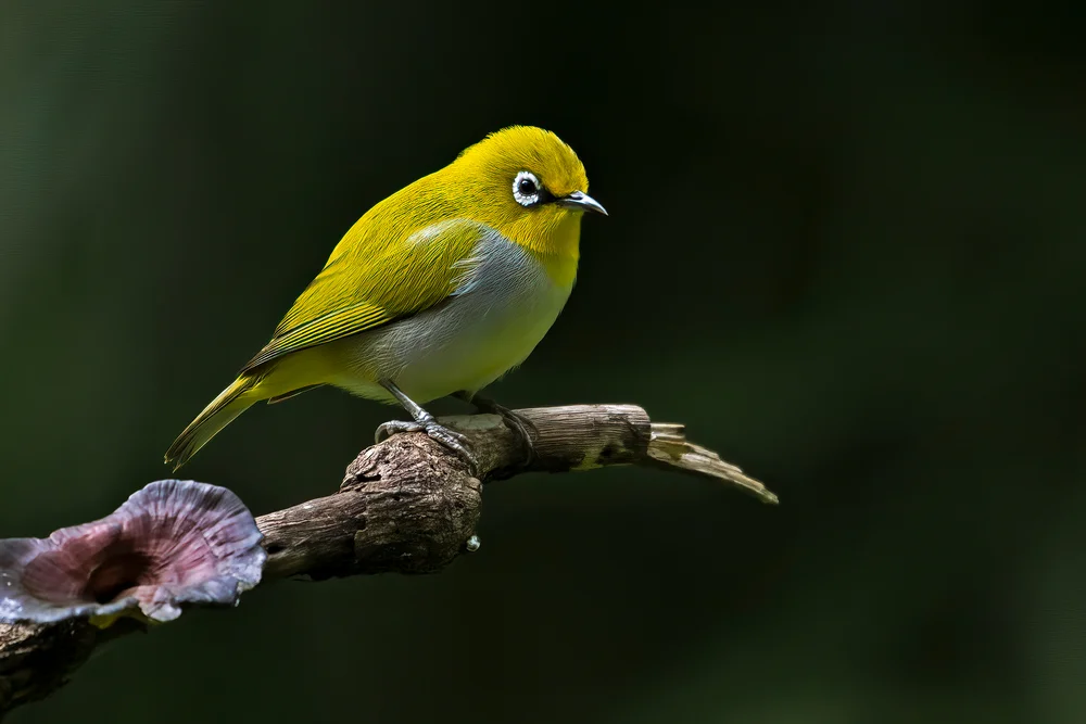 Schwarzschwanz-Brillenvogel (Zosterops melanurus)