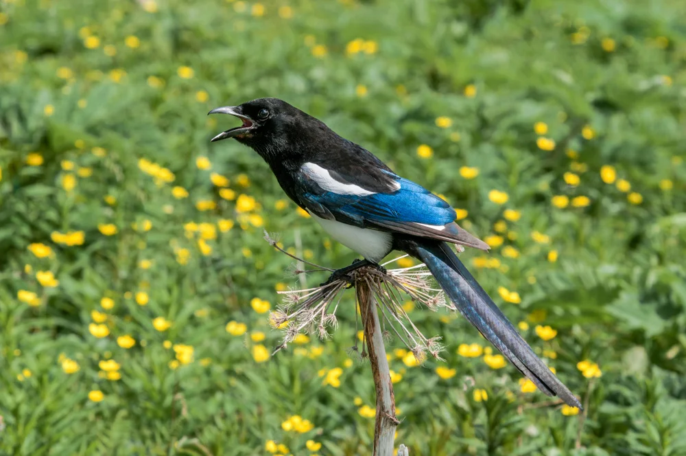 Schwarzschwanz-Elster (Pica hudson)