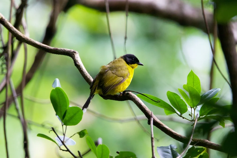 Schwarzschwanz-Fliegenschnäpper (Rubigula melanictera)