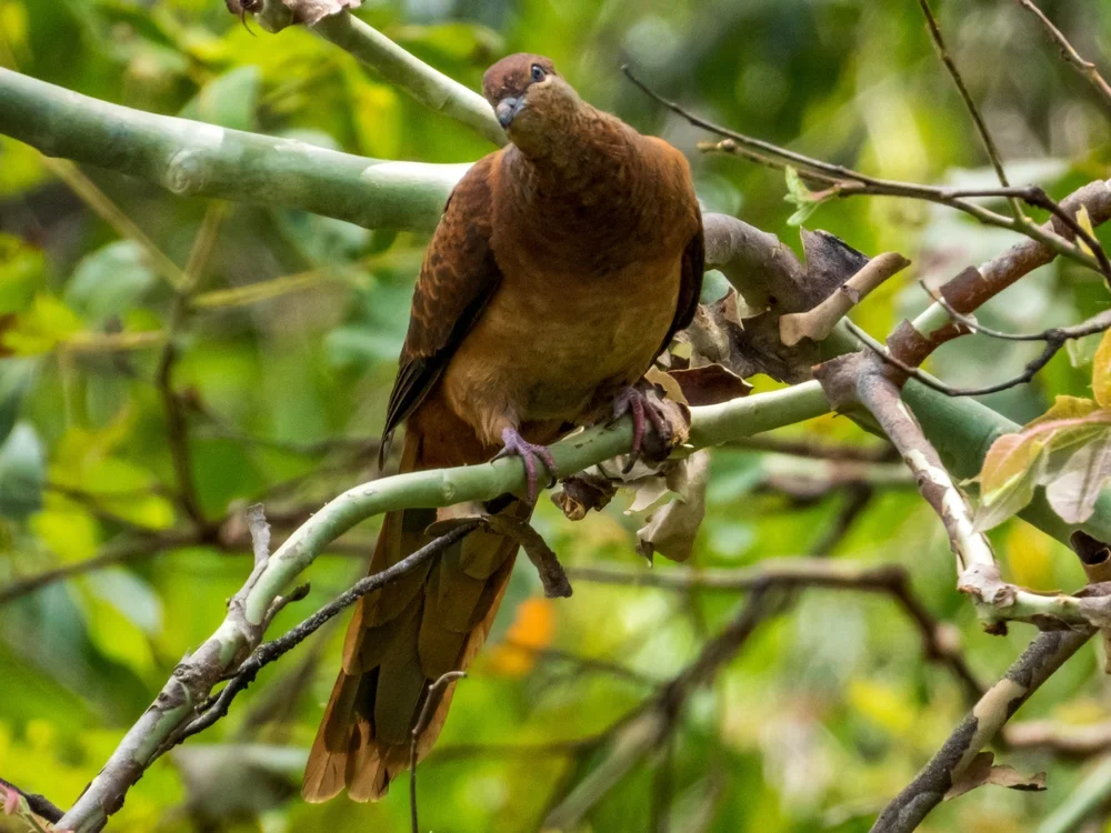 Schwarzschwanz-Fruchttaube (Macropygia nigrirostris)