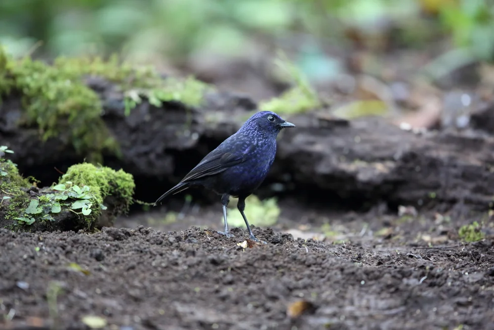 Schwarzschwanz-Pfeifdrossel (Myophonus melanurus)