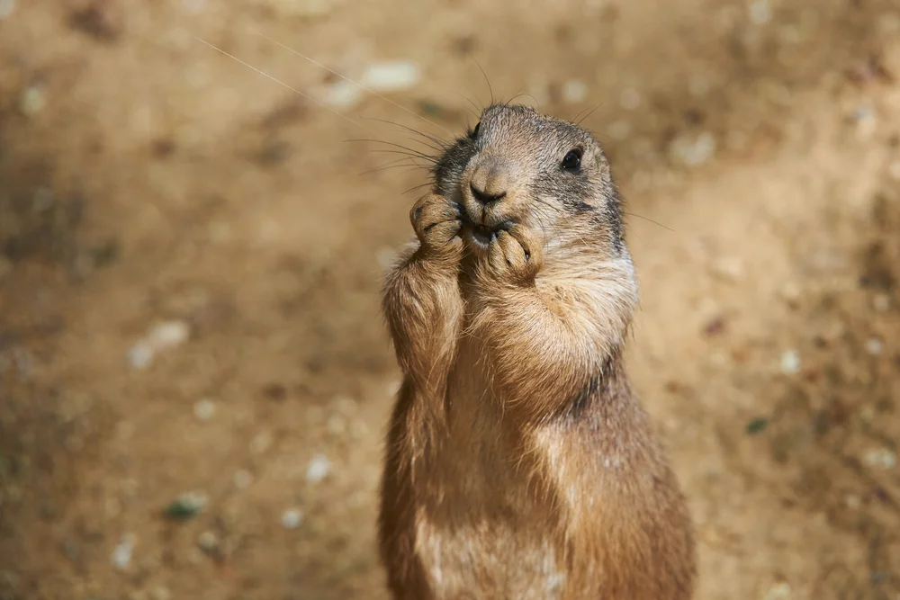 Black-tailed,Prairie,Dog,(cynomys,Ludovicianus)