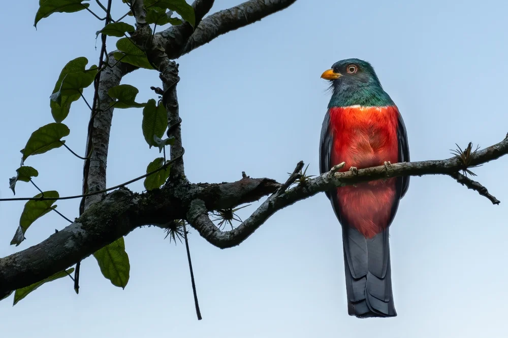 Schwarzschwanz-Quetzal (Trogon melanurus)