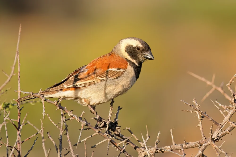 Schwarzschwanz-Sperling (Passer)