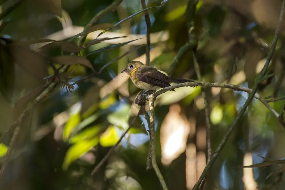 Schwarzschwanz-Zwergtyrann (Myiobius atricaudus)