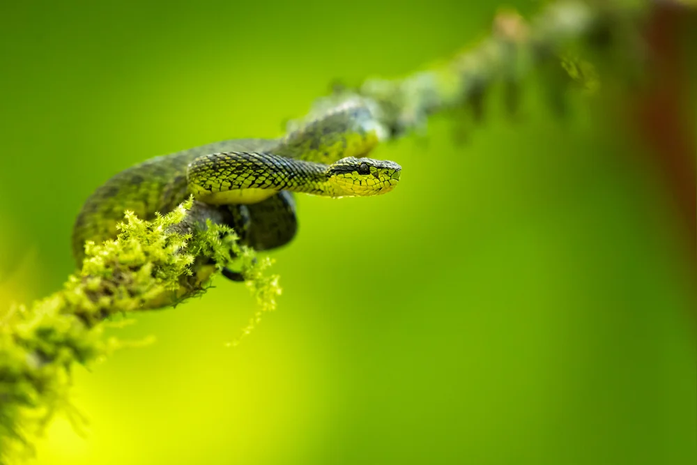 Schwarzsmaragd-Palmennatter (Bothriechis nigroviridis)