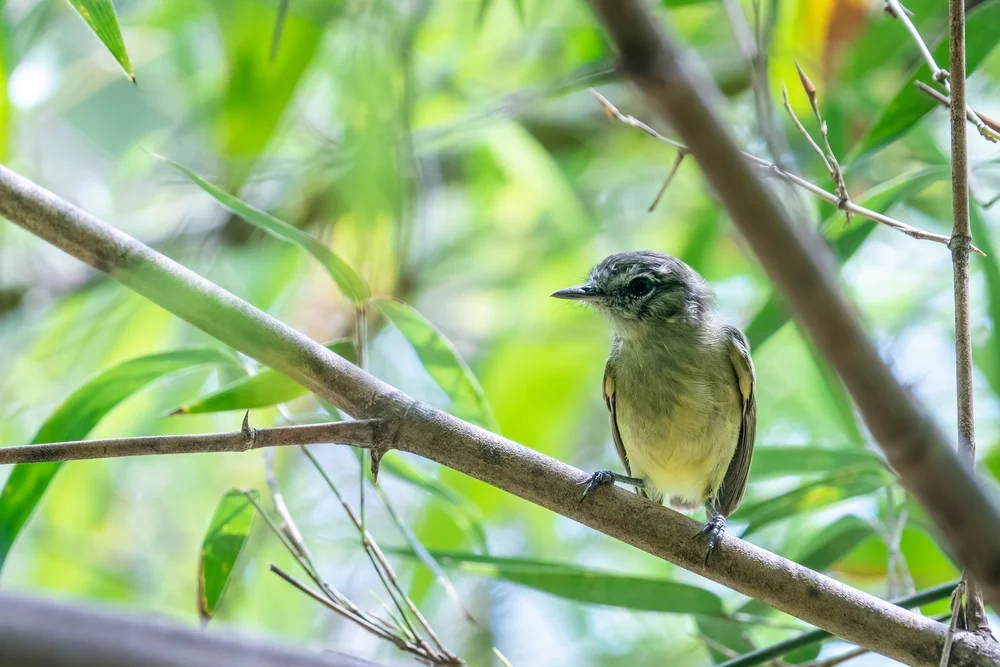 Schwarzstirn-Blattspäher (Phylloscartes nigrifrons)