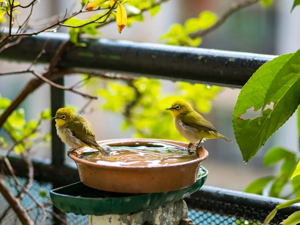 Schwarzstirn-Brillenvogel (Zosterops borbonicus)