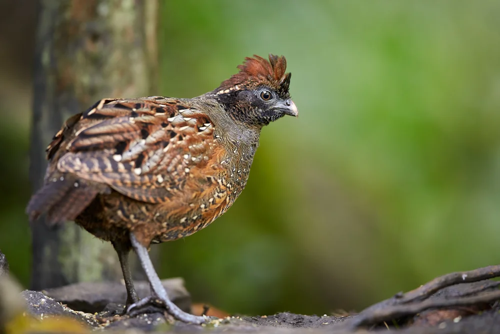 Schwarzstirn-Zahnwachtel (Odontophorus atrifrons)