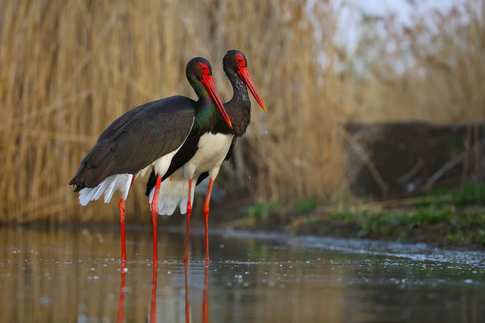Two,Storks,In,Spring,During,A,Period,Of,Trust,black,Stork