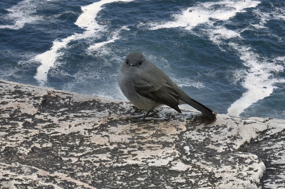 Schwarztyrann (Serpophaga nigricans)