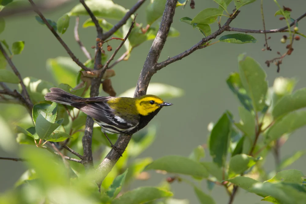 Schwarzwaldsänger (Setophaga townsendi)