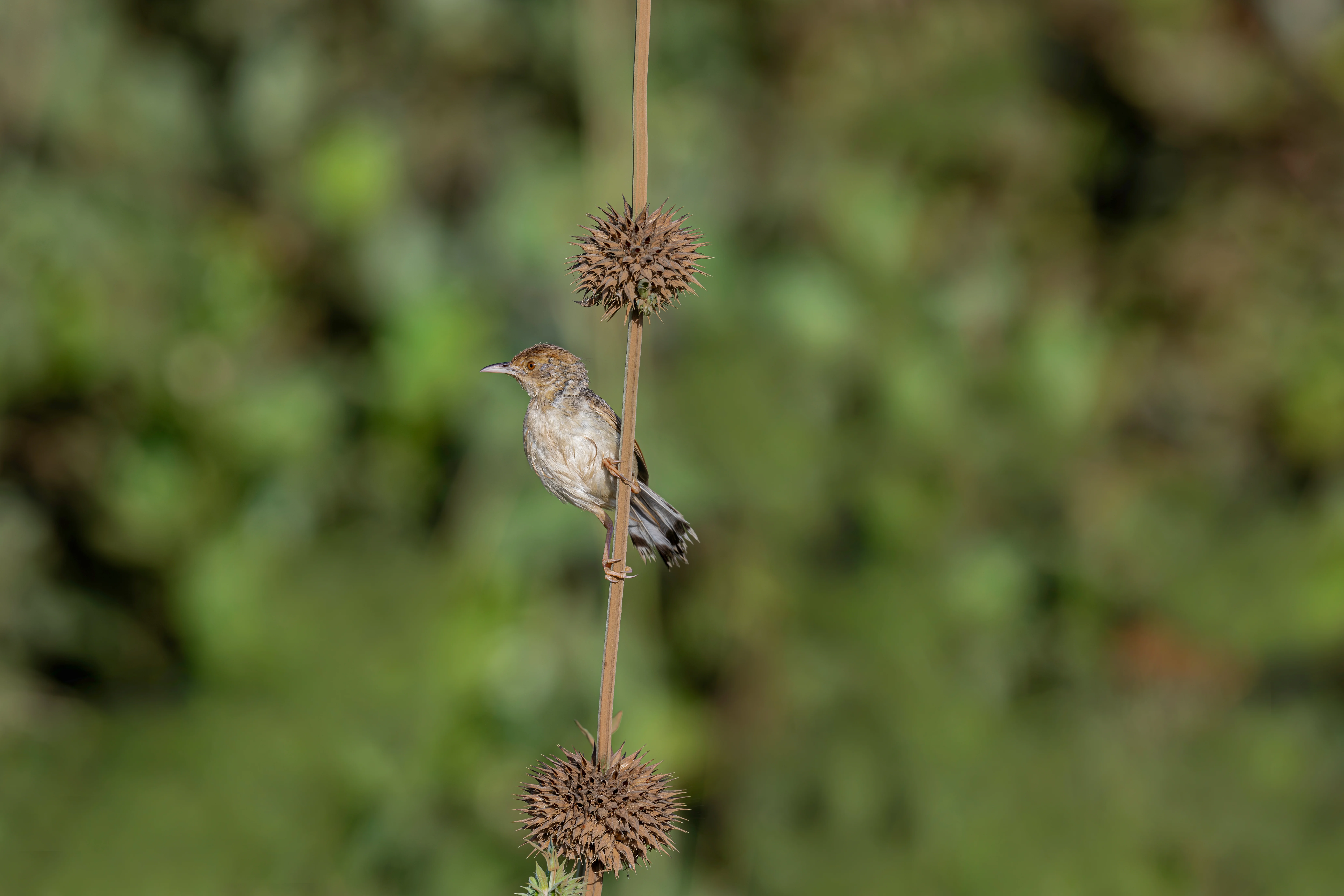 Schwarzwangen-Cistensänger (Cisticola nigriloris)
