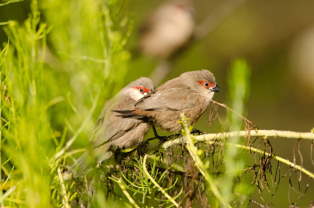Schwarzwangenastrild (Estrilda nigriloris)