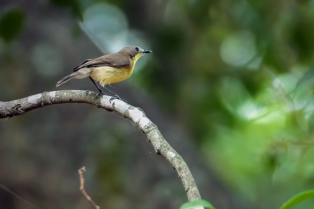 Schwefel-Schnäpper (Gerygone sulphurea)