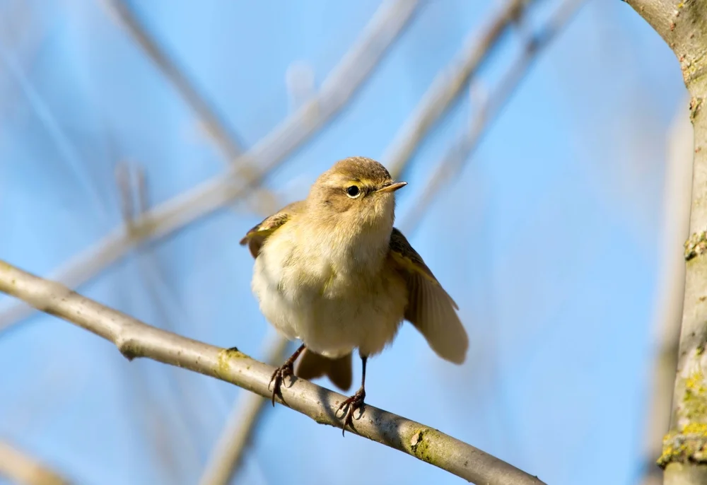 Schwefelbauch-Ameisenpitta (Neopelma sulphureiventer)