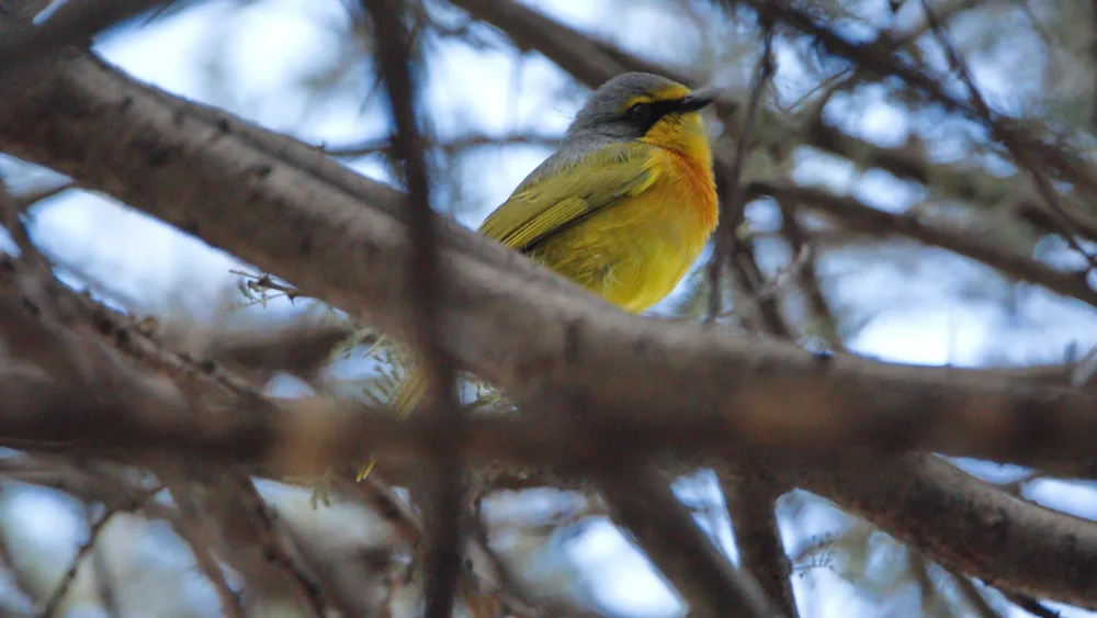 Schwefelbülbül (Telophorus sulfureopectus)