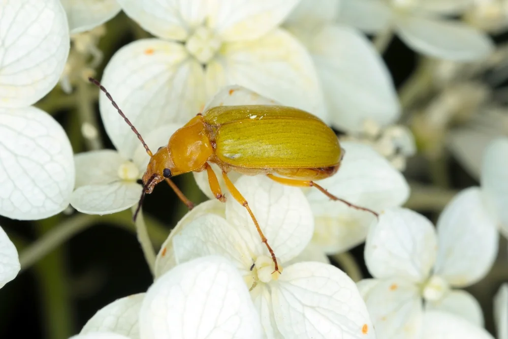 Sulphur,Beetle;,Cteniopus,Sulphureus,Feeding,On,Flower.