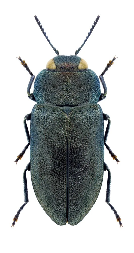 Beetle,Anthaxia,Helvetica,Helvetica,On,A,White,Background