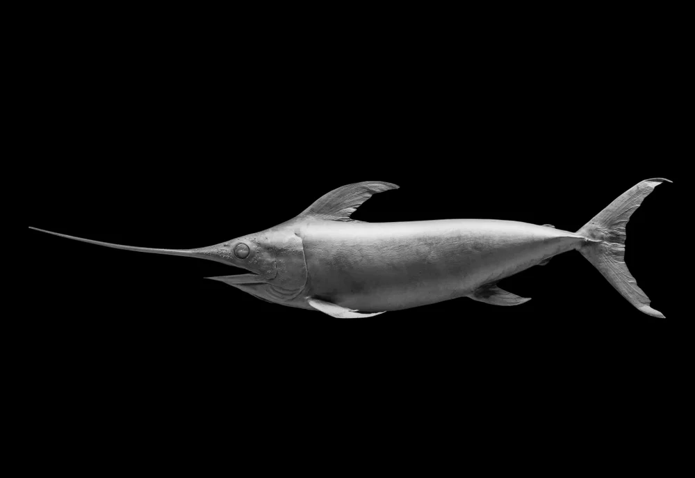 Swordfish,On,Black,Background,,Isolated,.