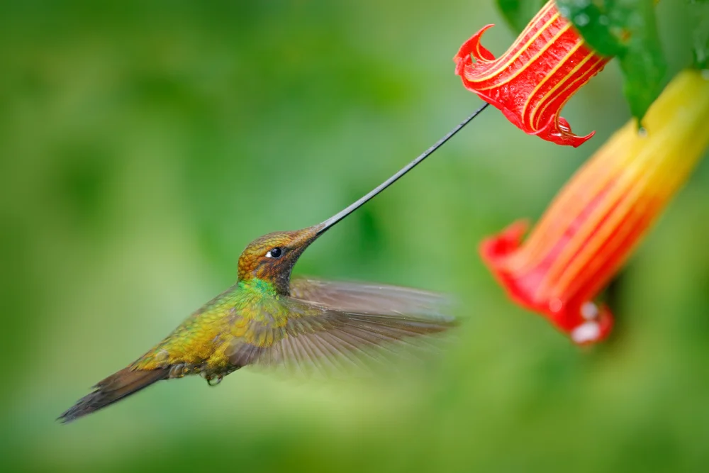 Sword-billed,Hummingbird,,Ensifera,Ensifera,,Fly,Next,To,Beautiful,Orange,Flower,